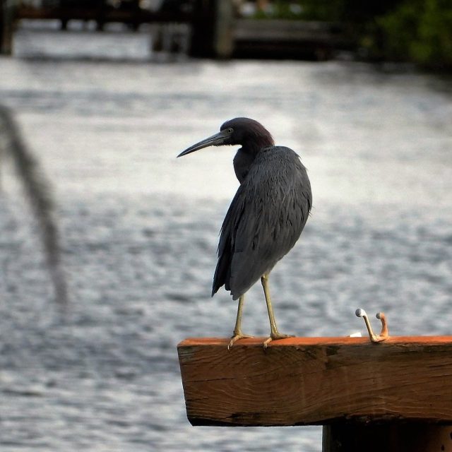 Little Blue Heron