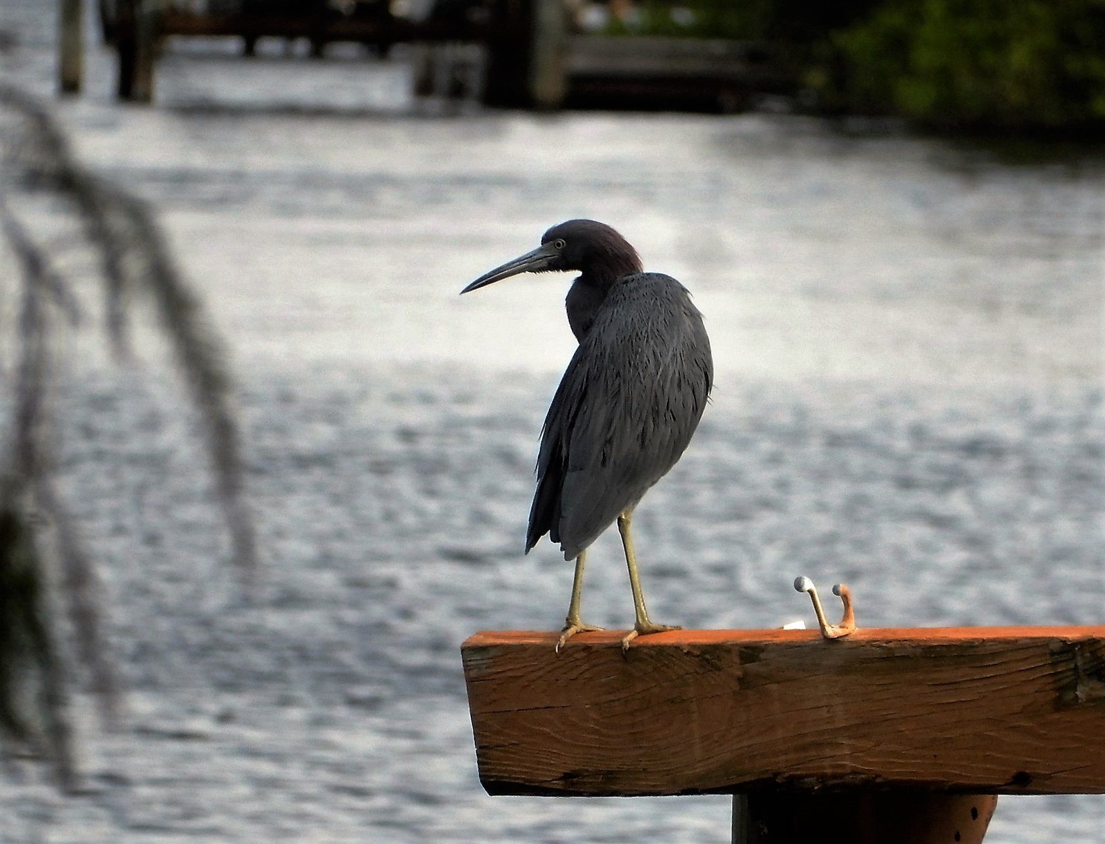 Little Blue Heron