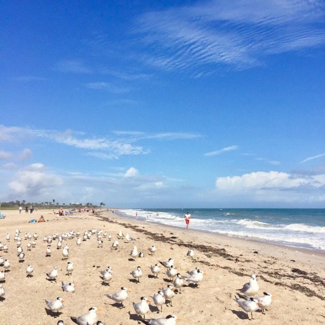 Sitting Pretty. Vero South Beach