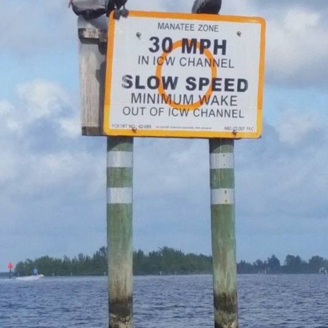 Pelican Friends