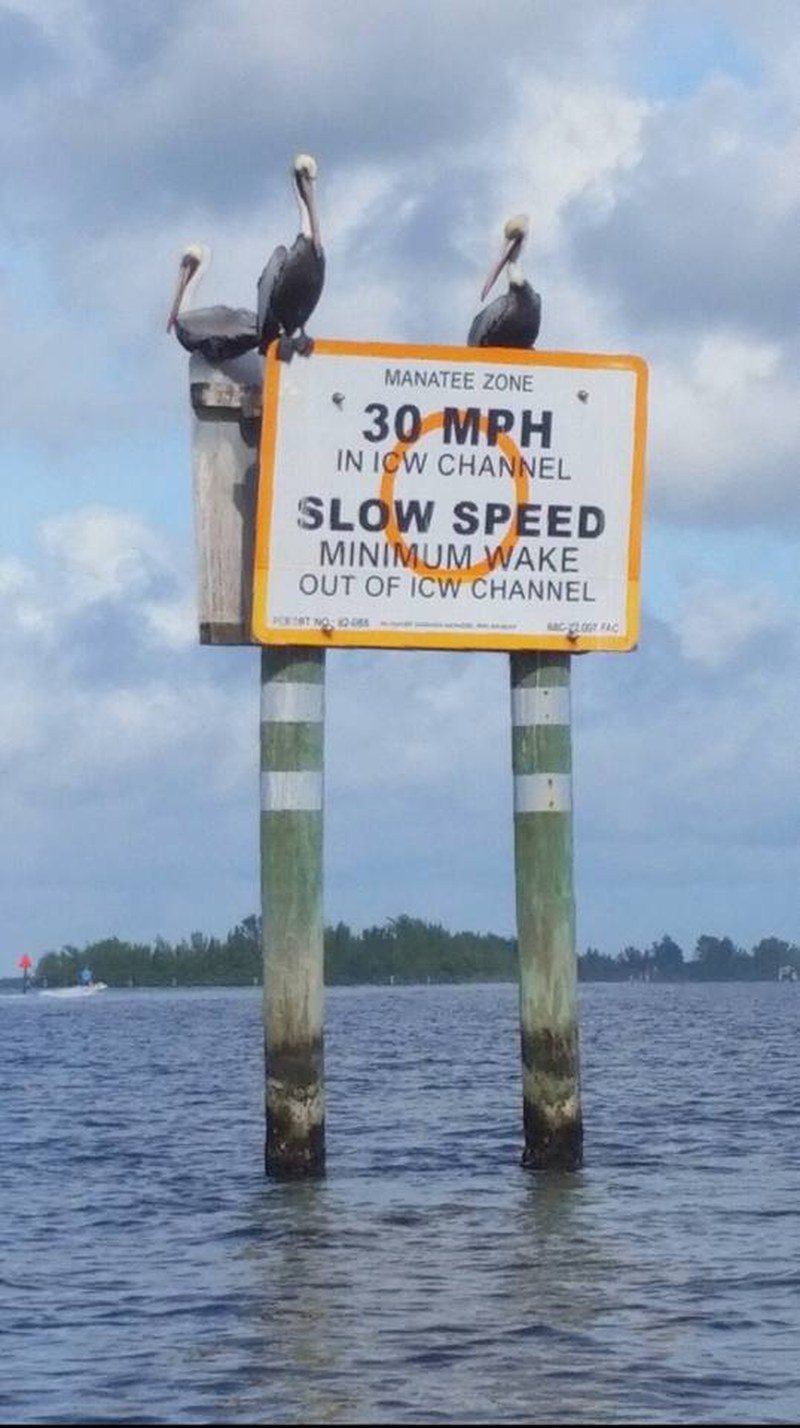 Pelican Friends