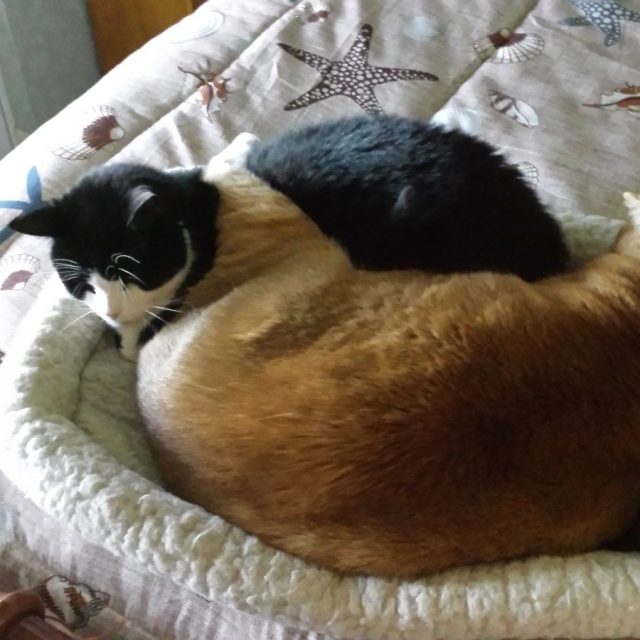 Taz And Sophie Cuddling