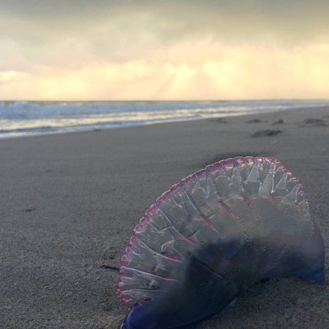 Vero Beach