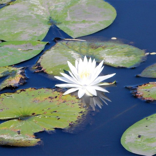 Water Lily