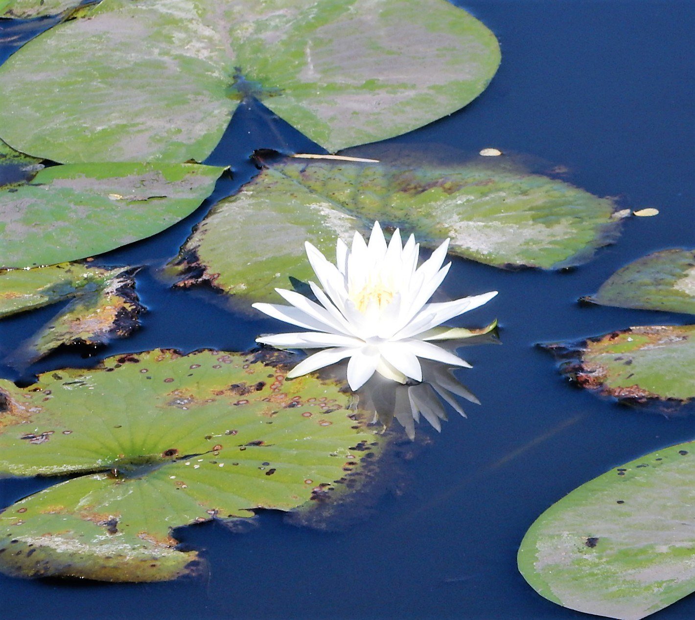 Water Lily