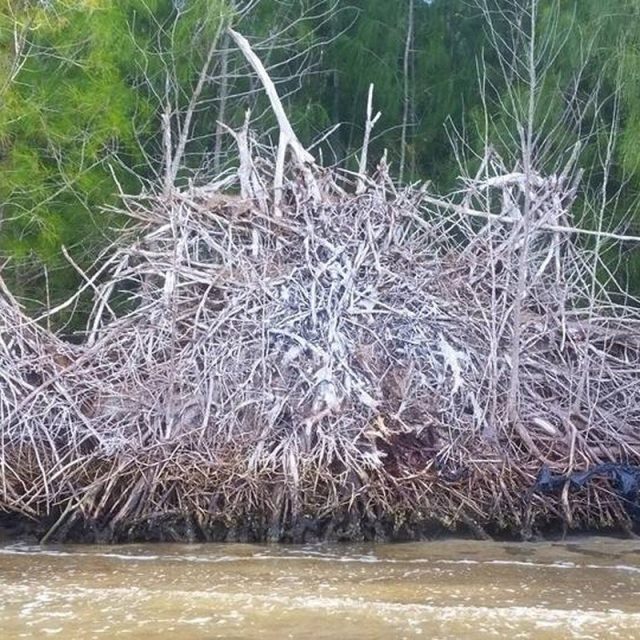 Roots