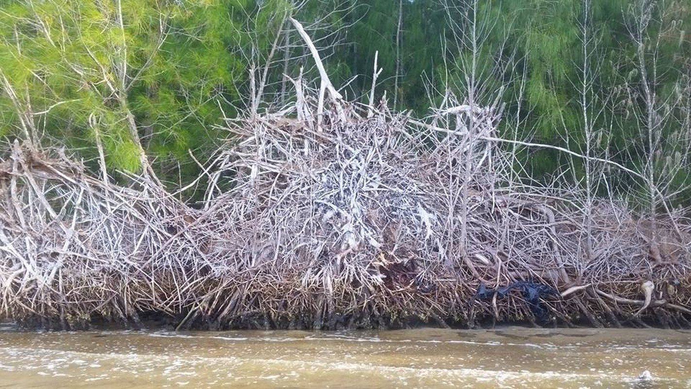 Roots