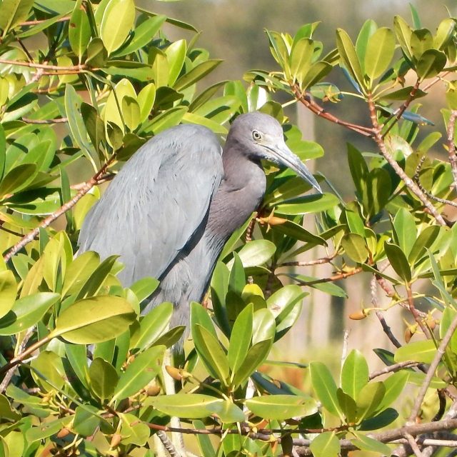 Heron In Hiding