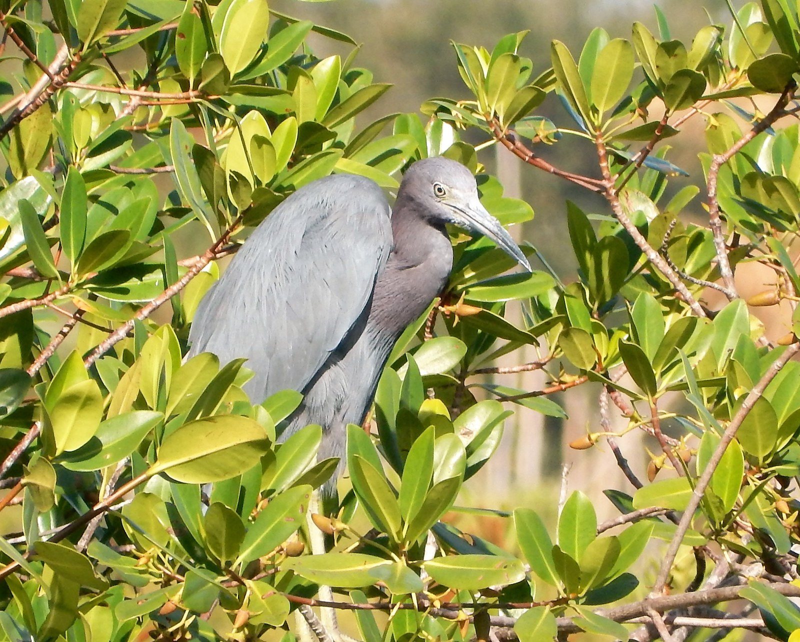 Heron In Hiding