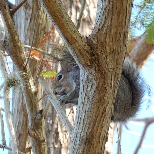 Up A Tree