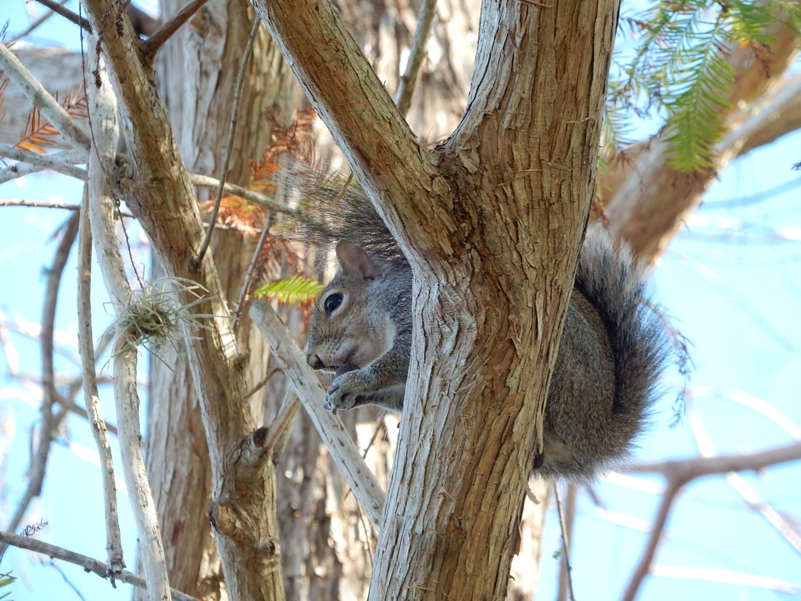 Up A Tree
