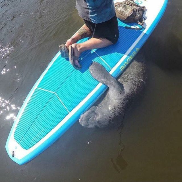 Manatee Hug