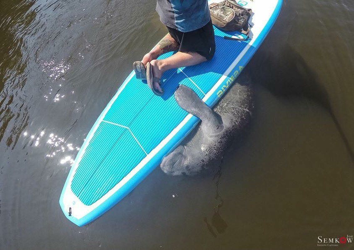 Manatee Hug