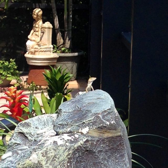 Gecko Enjoying The Sun