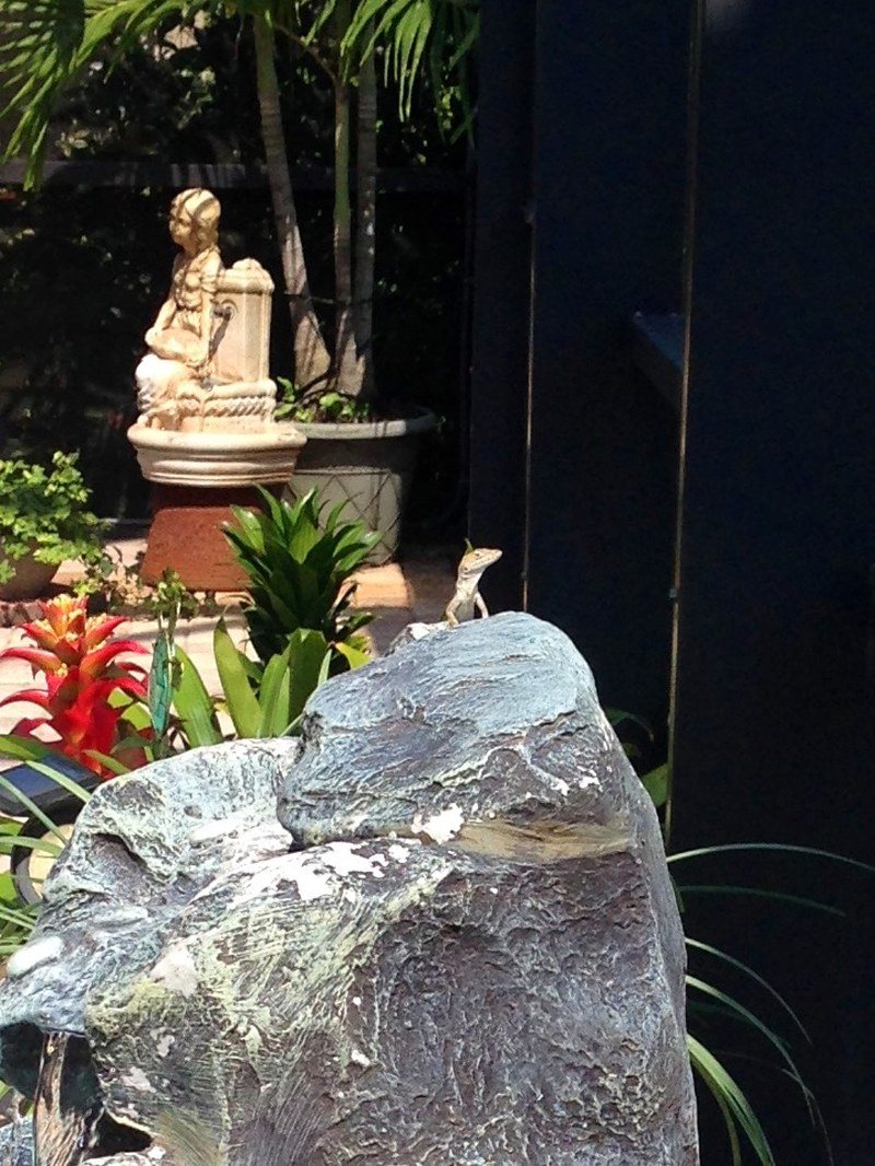 Gecko Enjoying The Sun