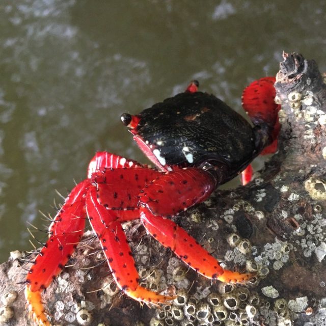'Crabby' In The Lagoon