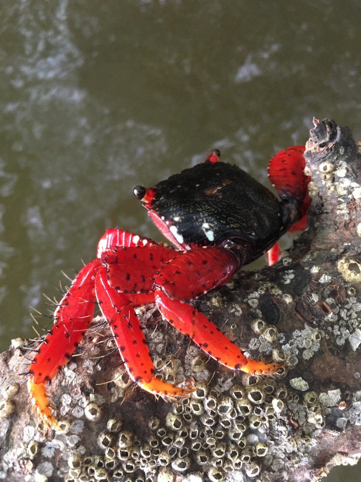 'Crabby' In The Lagoon