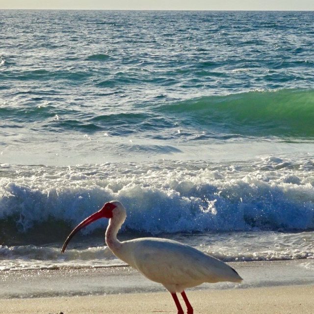 Beach Comber. South Beach, Vero