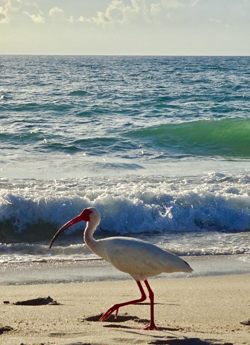 Beach Comber. South Beach, Vero