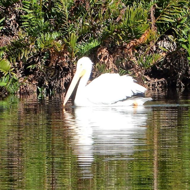 Pelican On The Sebastian
