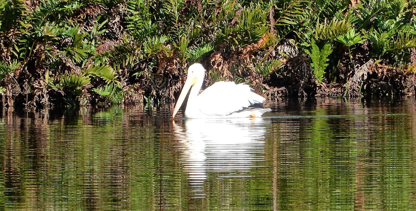 Pelican On The Sebastian