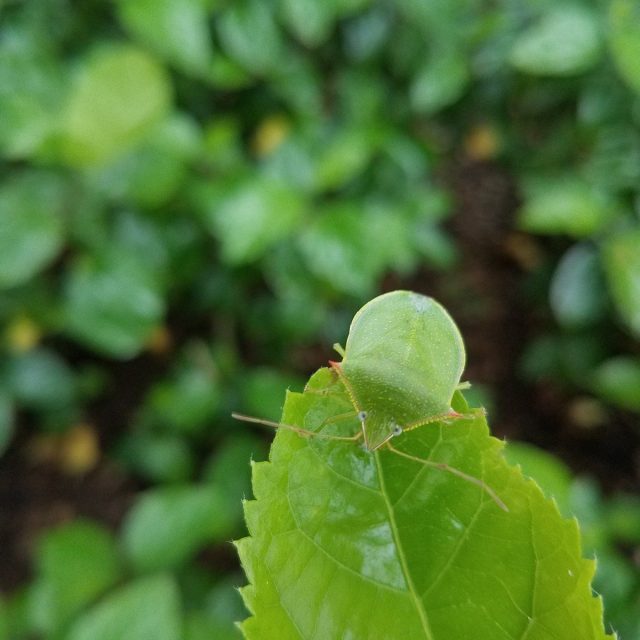 Green Life