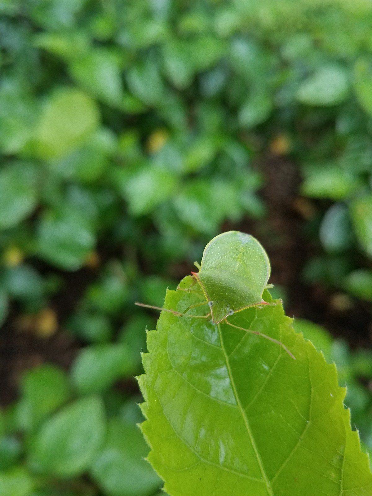 Green Life