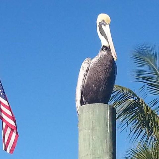 Patriotic Pelican