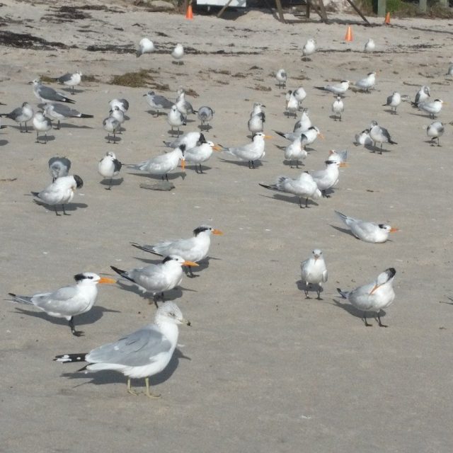 Seagulls