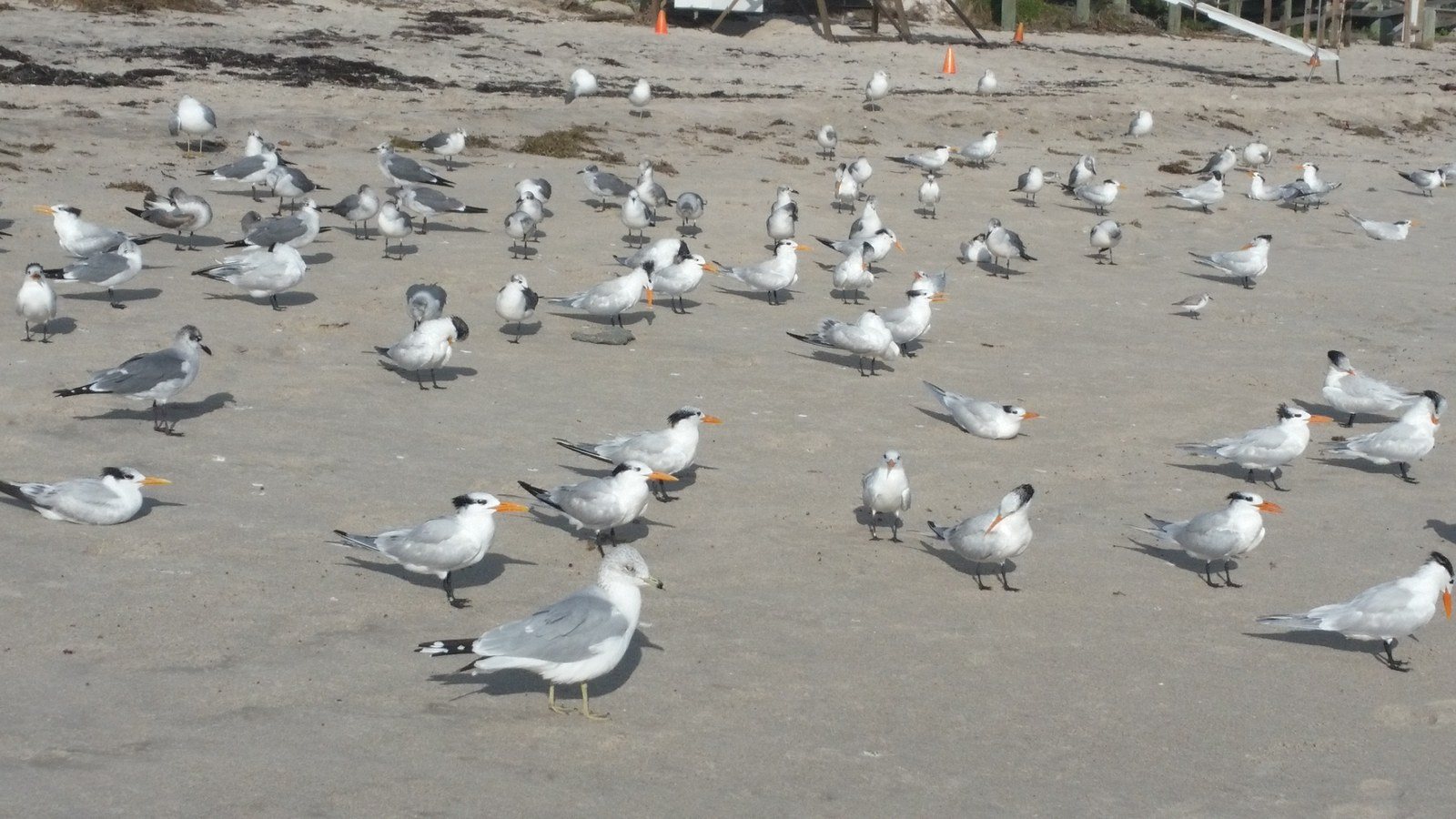 Seagulls