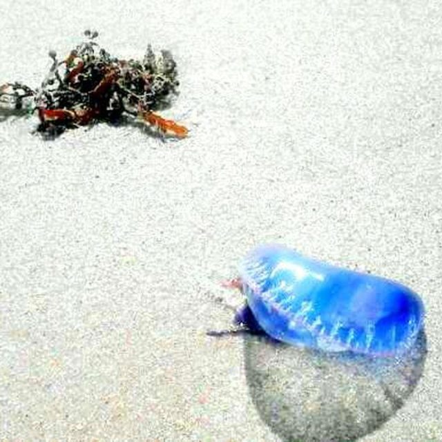Man O War