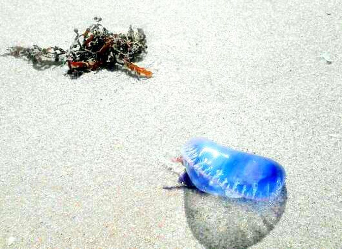 Man O War
