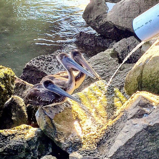 Drinking Buddies