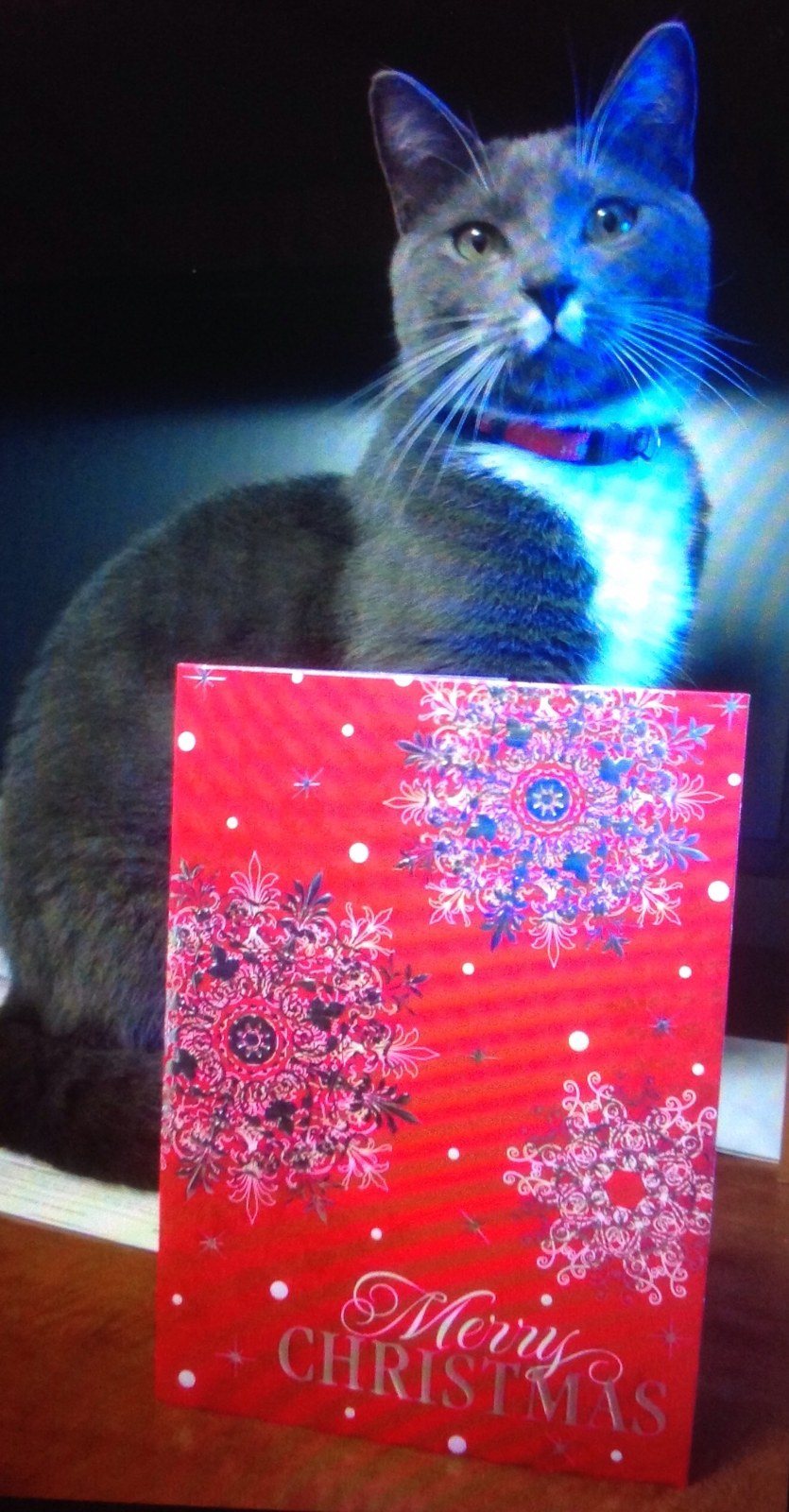 BO Wishing Love