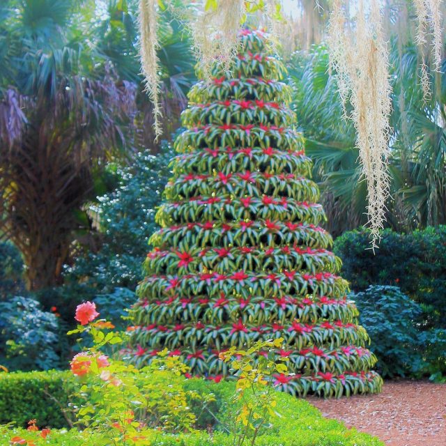 The Bromeliad Tree
