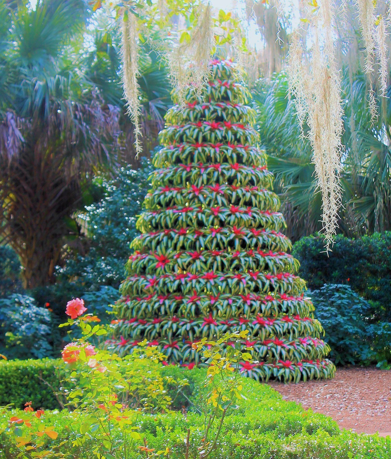 The Bromeliad Tree