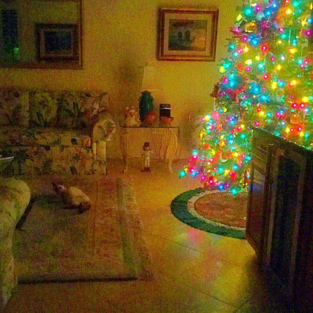 Christmas Tree Cat