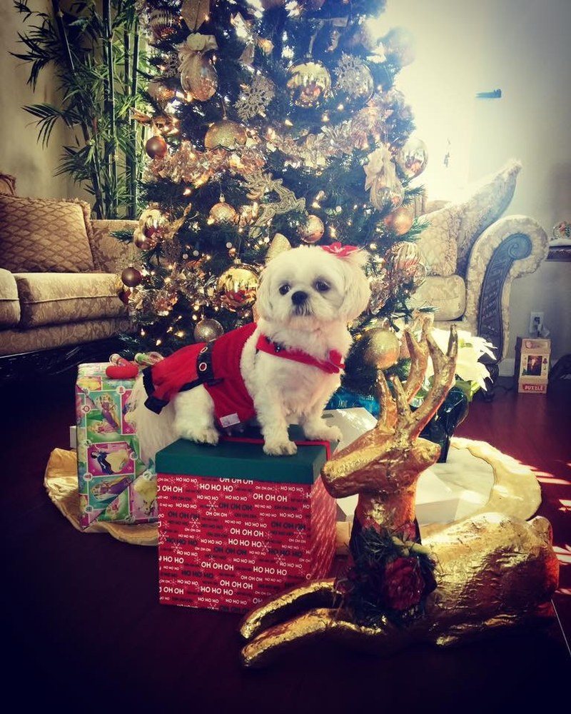 Gift Guarding
