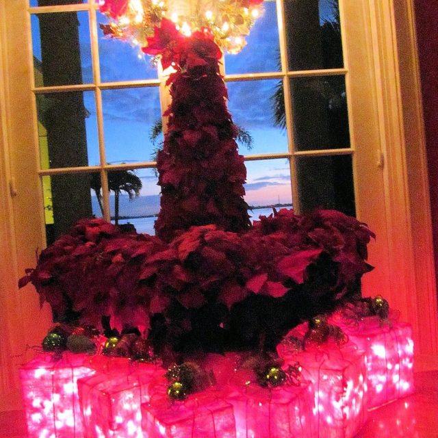 Poinsettia Tree