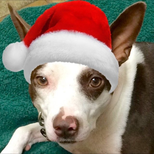 Santas Elf