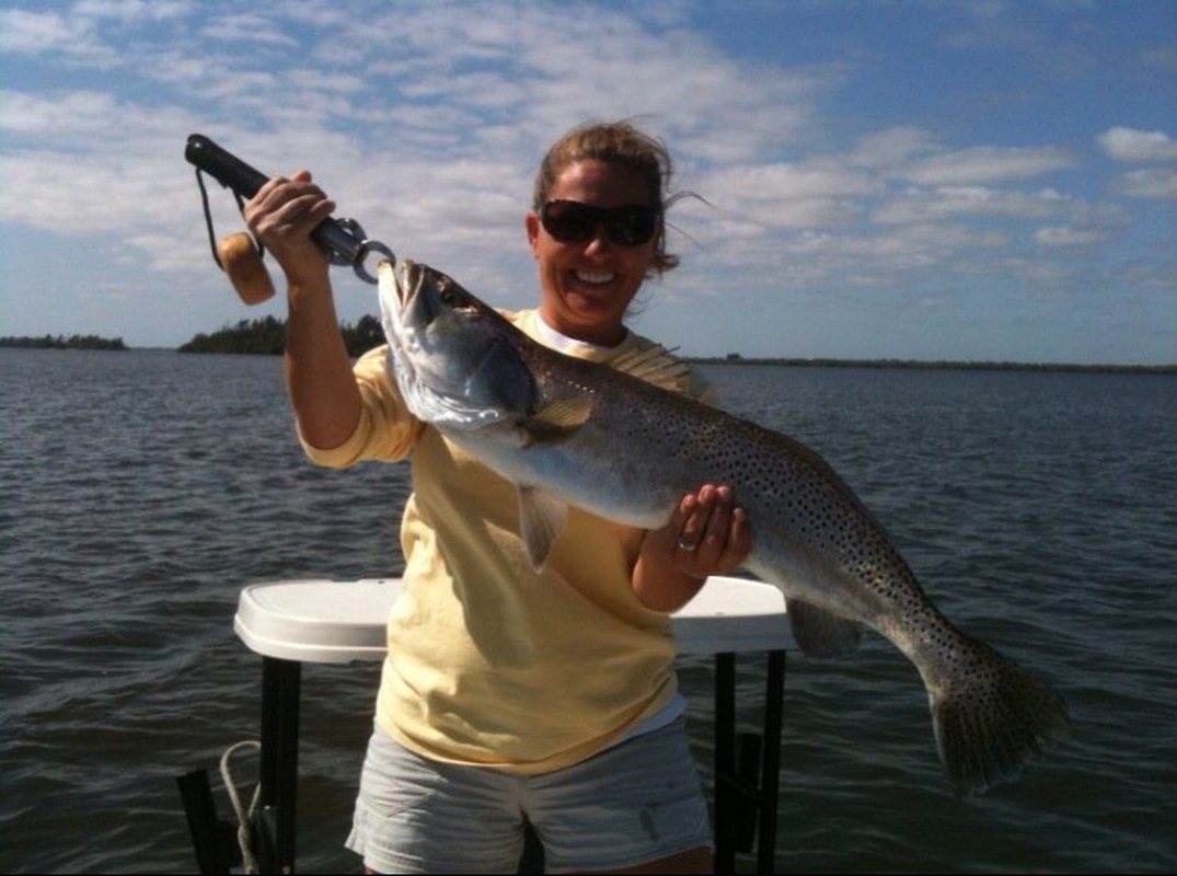 12lb Gator Trout