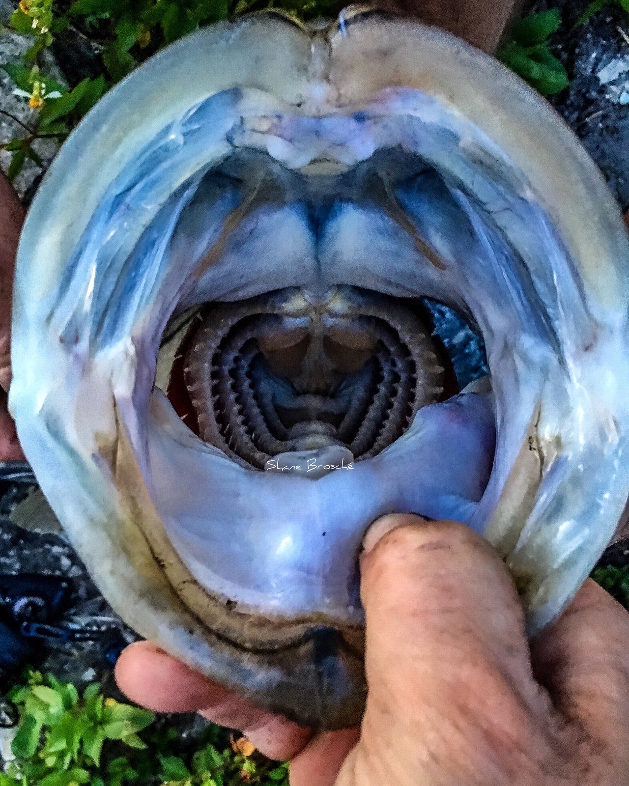 Openwide