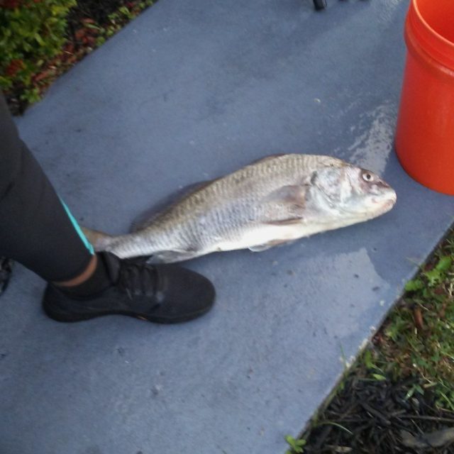 Meka's Big Black Drum
