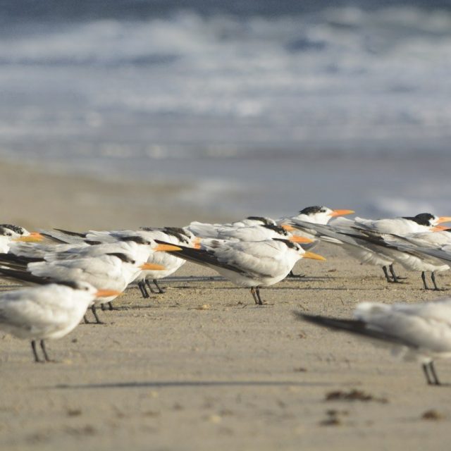 Taken At South Beach Park