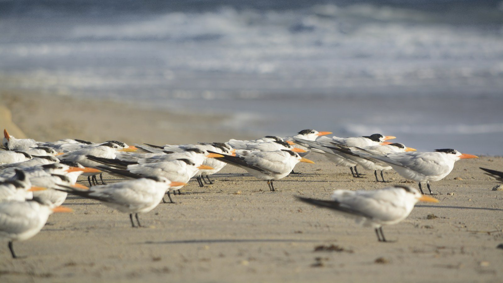 Taken At South Beach Park