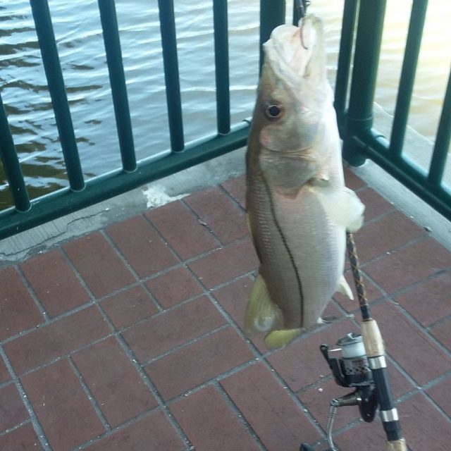 Diamond's First Snook At Riverside