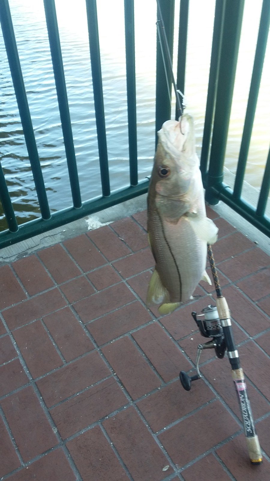 Diamond's First Snook At Riverside