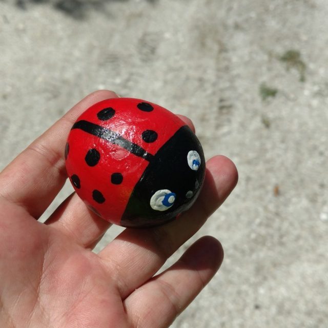 Found Ladybug