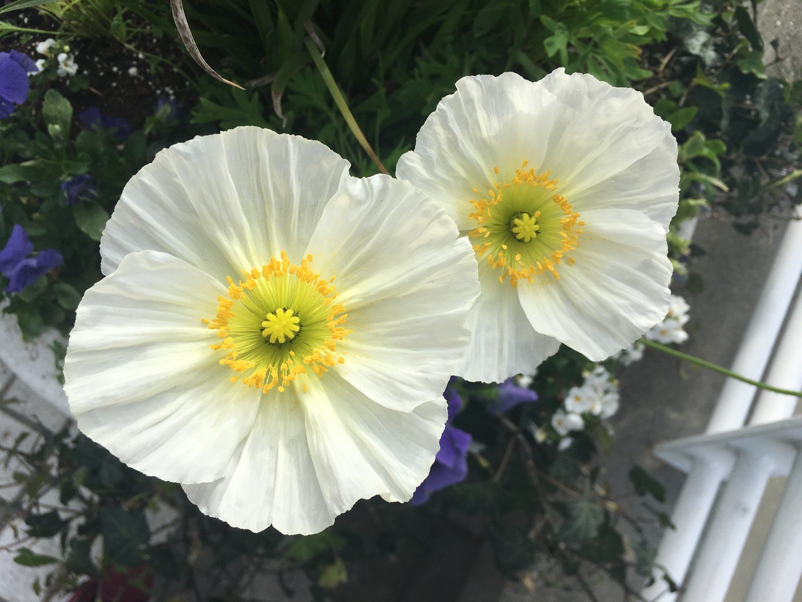 White Poppies