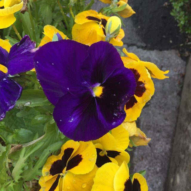 Taken At Butchart Gardens In Canada